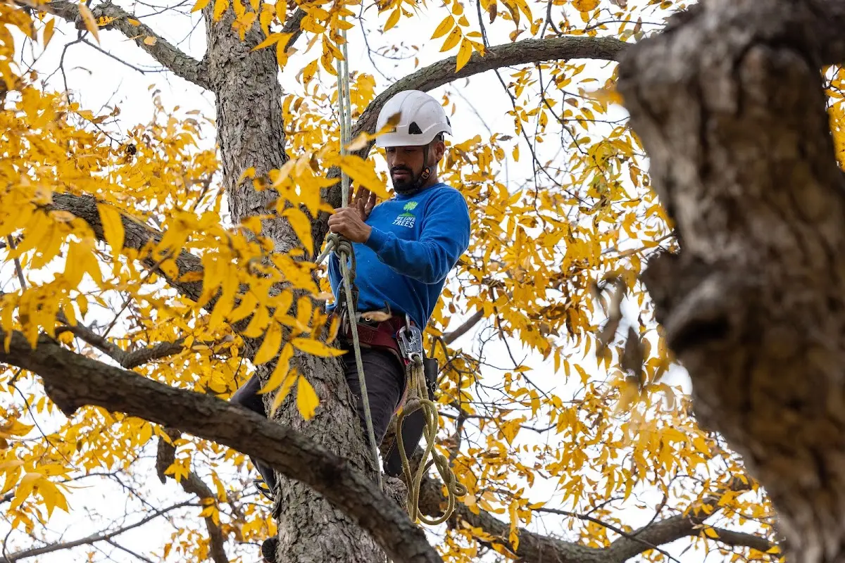 Skilled Tree Transplanting crew working in Bapchule